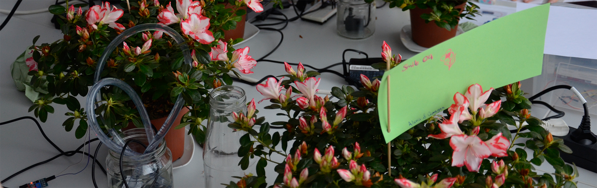 Dieses Bild zeigt "Smarte Pflanzen" in der botanika Bremen.