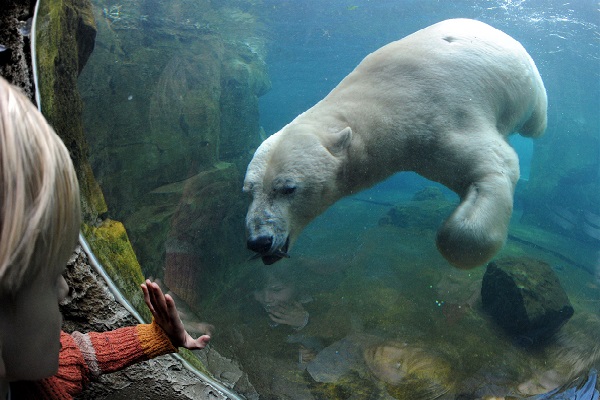 Ein Kind schaut in ein Aquarium, in dem ein Eisbär schwimmt