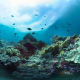 Unterwasserwelt mit Korallen und Fischen