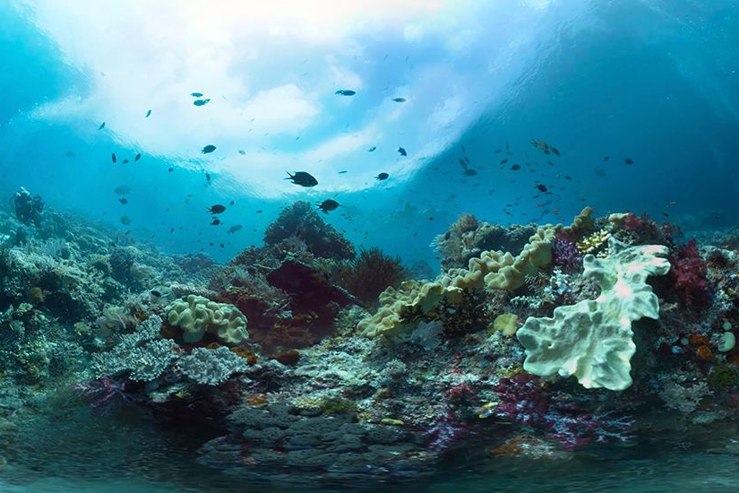 Unterwasserwelt mit Korallen und Fischen