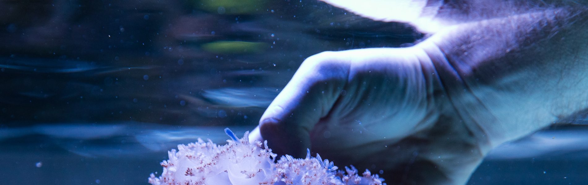 Eine Hand taucht unter Wasser und greift eine Qualle