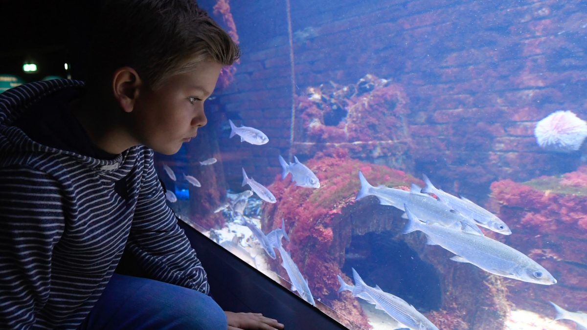 Ein Kind schaut in ein Aquarium