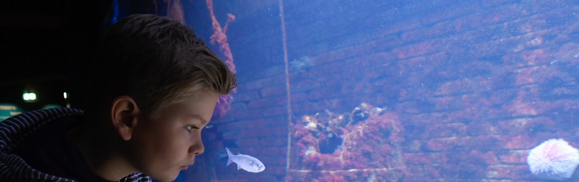 Ein Kind schaut in ein Aquarium