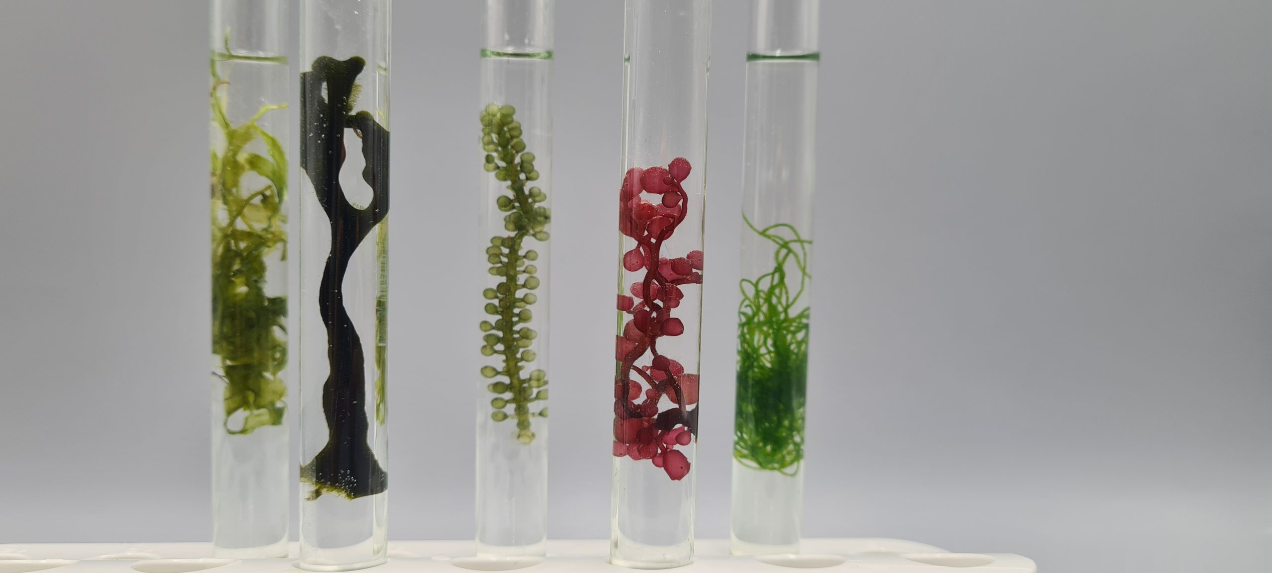 "Ist Meeresgemüse die Zukunft auf unseren Tellern? Algen durch die Laborbrille kennenlernen." (2)